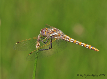 Sympetrum corruptum, male